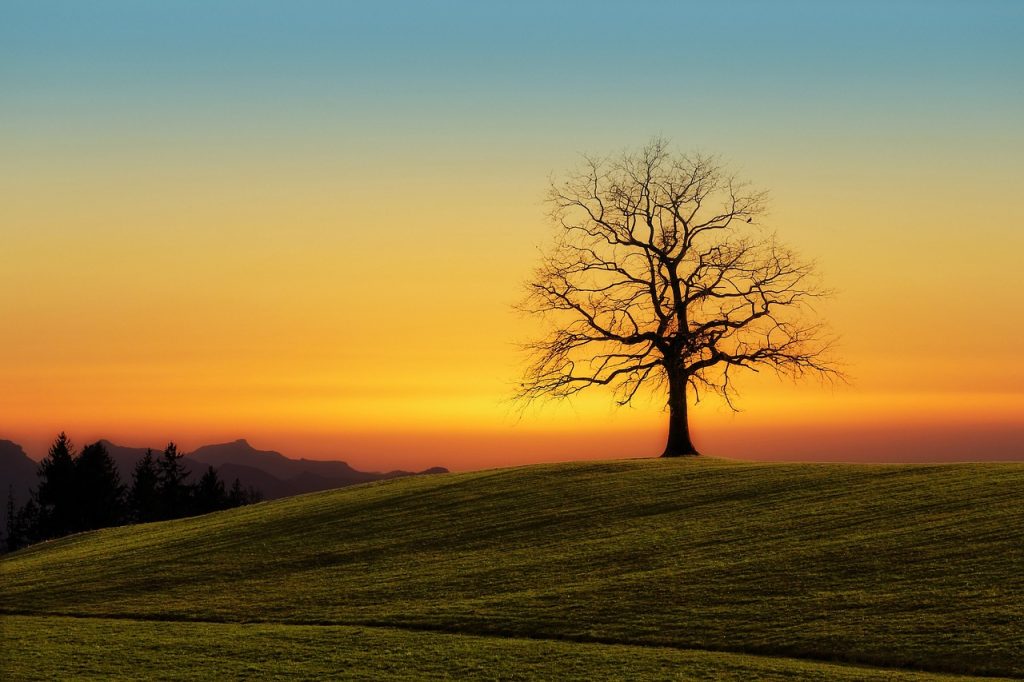 tree, sunset, nature-3072431.jpg