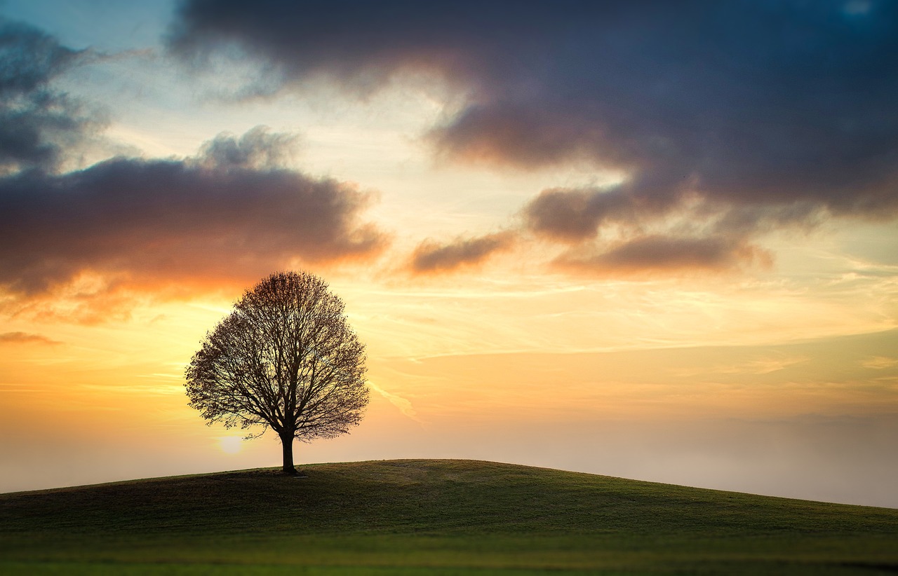 sunset, tree, water-1373171.jpg